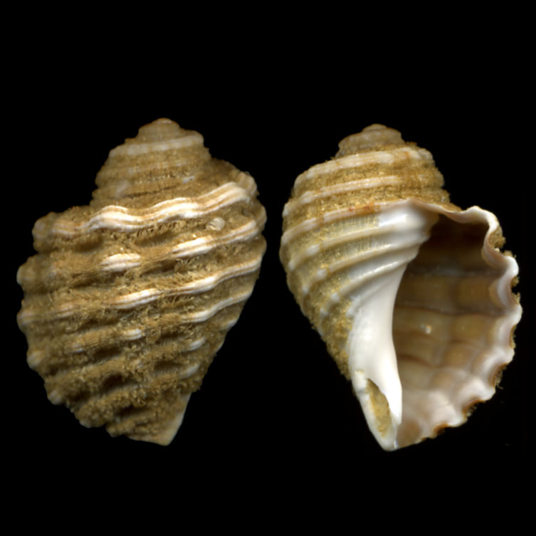 Cabestana doliarum e C cutacea: differenze